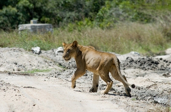 Saadani National Park Saadani National Park