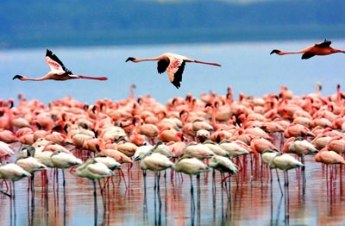 Lake Manyara National Park Lake Manyara National Park