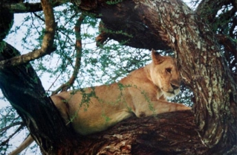 Tarangire National Park Tarangire National Park