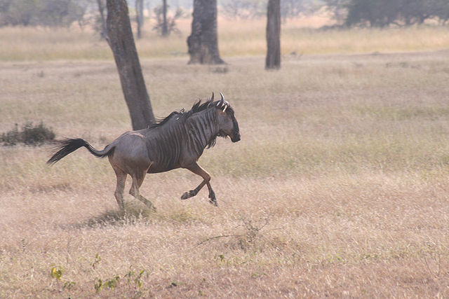 640px-Wildebeest_mikumi